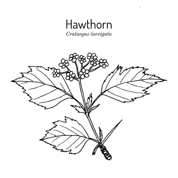 英国山楂（英语：hawthorn Crataegus laevigata）或五月花药用植物 — 图库矢量图片