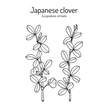 Japon yonca Lespedeza veya Kummerowia striata, tıbbi bitki