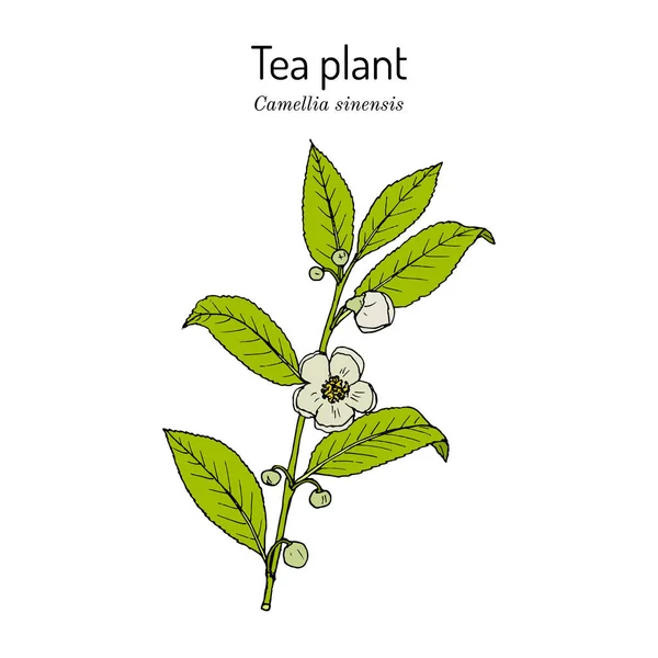 Herbaciarnia Camellia sinensis. Ilustracja wektora — Wektor stockowy