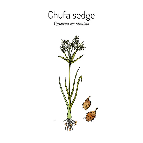 Chufa sedge Cyperus esculentus, rośliny jadalne i lecznicze — Wektor stockowy