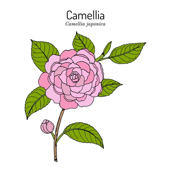 Japanse camelia Camellia japonica, sierplant en geneeskrachtige plant — Stockvector