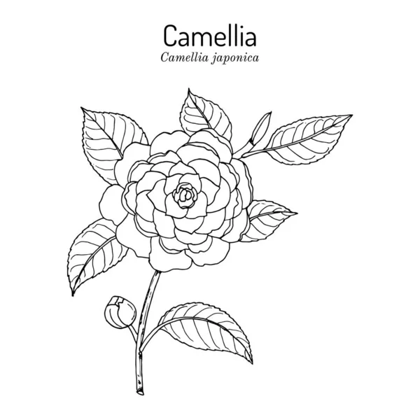 Camelia japonesa, o tsubaki Camellia japonica, planta ornamental — Vector de stock
