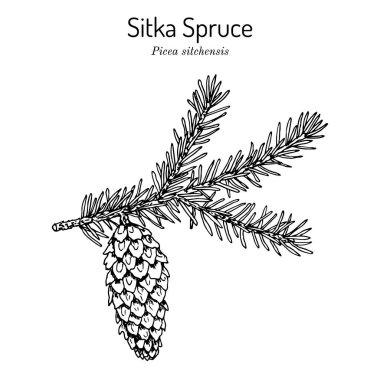 Sitka ladin Picea sitchensis, kozalaklı, ebediyen yeşil bitki