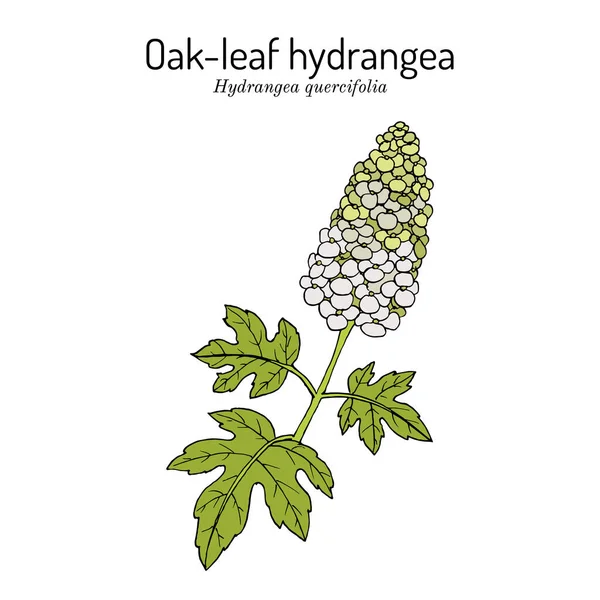 Eichenblatt-Hortensie Hydrangea quercifolia, Zierpflanze — Stockvektor