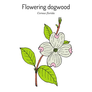 Flowering dogwood Cornus florida , state flower of North Carolina clipart