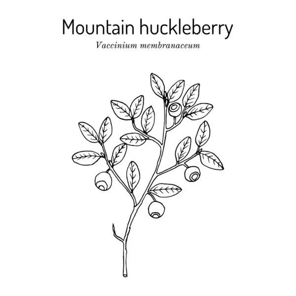 Arándano de montaña Vaccinium membranaceum, planta comestible y medicinal — Vector de stock