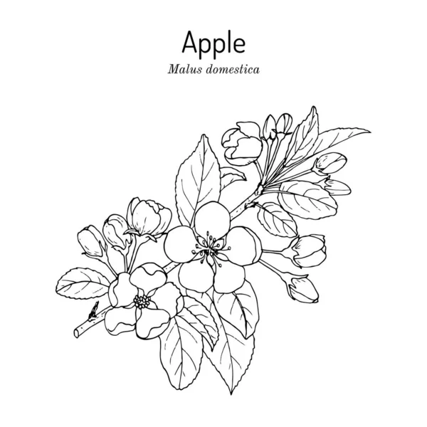 Kvetoucí jabloně větev Malus domestica, státní květ Michiganu — Stockový vektor