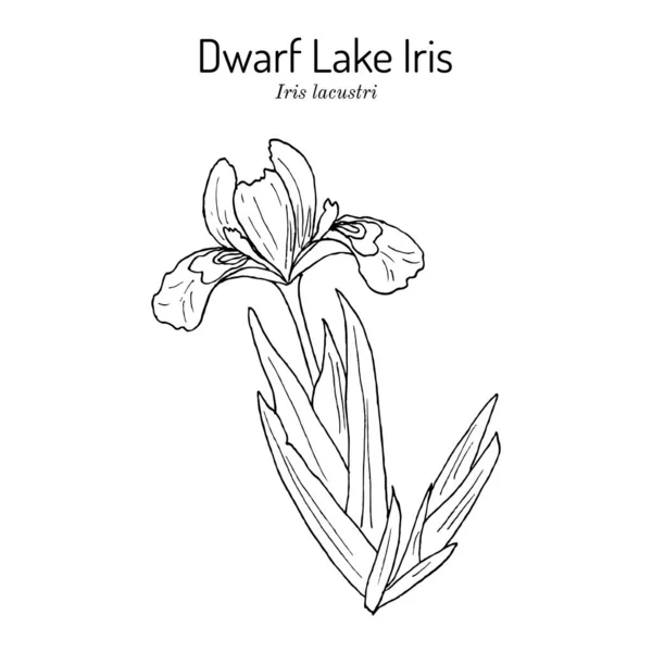 Iris lacustre Iris lacustris, fleur d'état du Michigan — Image vectorielle