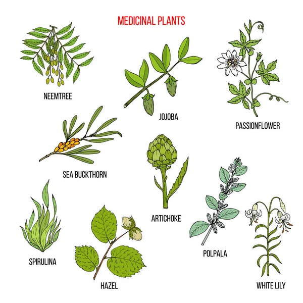 Medicinal herbs collection — Stock Vector