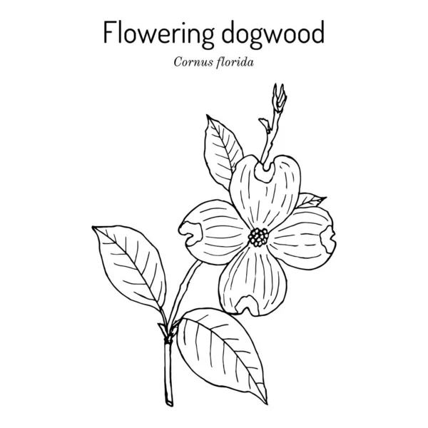 Ανθισμένα ξύλα Cornus florida, πολιτειακό λουλούδι της Βόρειας Καρολίνας — Διανυσματικό Αρχείο