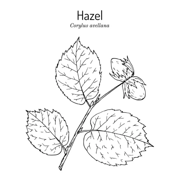 Common hazel Corylus avellana nuts with leaves — Stock Vector