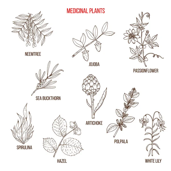 Şifalı bitkiler koleksiyonu — Stok Vektör