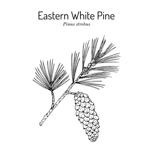 Wschodnia biała sosna Pinus strobus, roślina mtdicinal, Michigan i Maine State Tree — Wektor stockowy