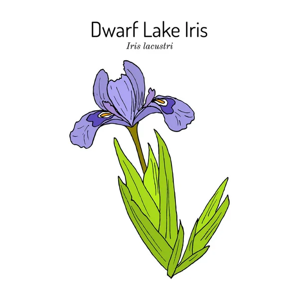 Iris lacustre Iris lacustris, fleur sauvage de l'état du Michigan — Image vectorielle