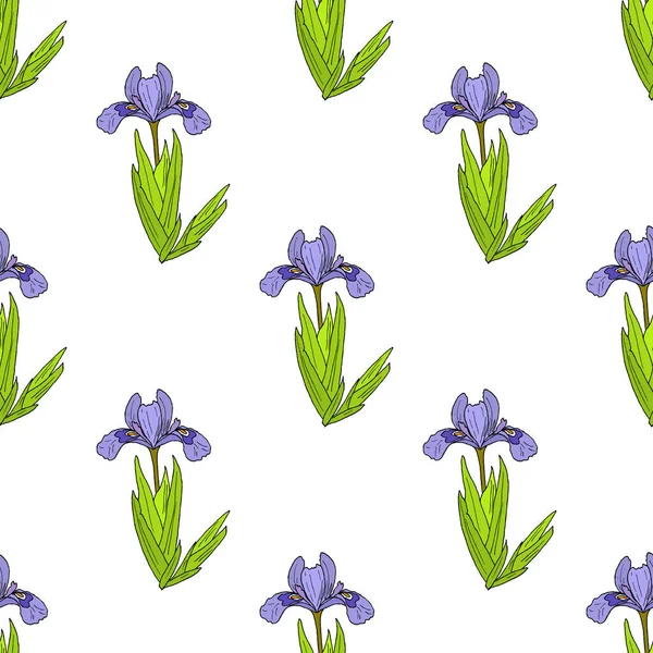 Modèle sans couture avec iris lacustre nain — Image vectorielle