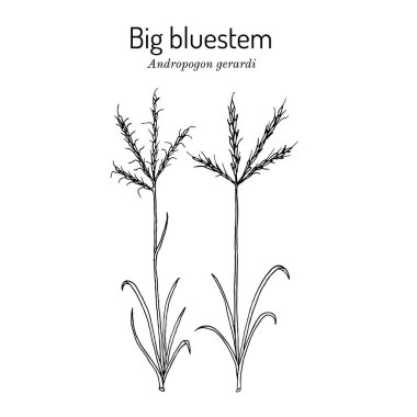 Büyük Bluestem Andropogon Gerardi, çayır otları