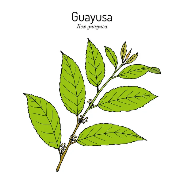 Guayusa｜Ilex guayusa 、食用植物および薬用植物 — ストックベクタ