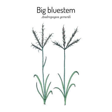 Büyük Bluestem Andropogon Gerardi, çayır otları