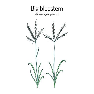 Big bluestem Andropogon gerardi , prairie grass clipart