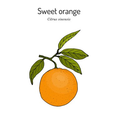 Tatlı portakal dalı narenciye sinensis, yenilebilir sulu meyve.