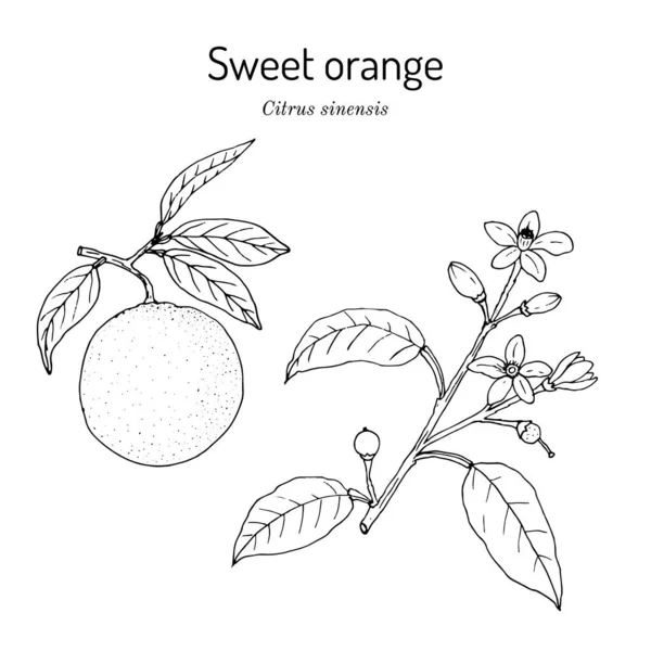 Сладкая апельсиновая ветвь цитрусовых, съедобные сочные фрукты — стоковый вектор