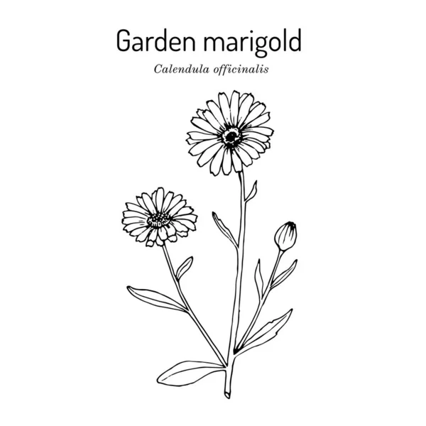 Συχνές marigold Calendula officinalis, φαρμακευτικό φυτό — Διανυσματικό Αρχείο