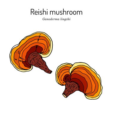 Reishi mantarı Ganoderma lucidum, süper yiyecek, tıbbi bitki