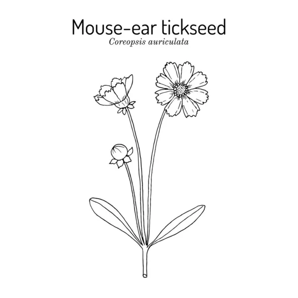 Mouse-ear tickseed Coreopsis auriculata, perennial plant — 스톡 벡터