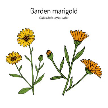 Kadife çiçeği, Calendula officinalis, tıbbi bitki.