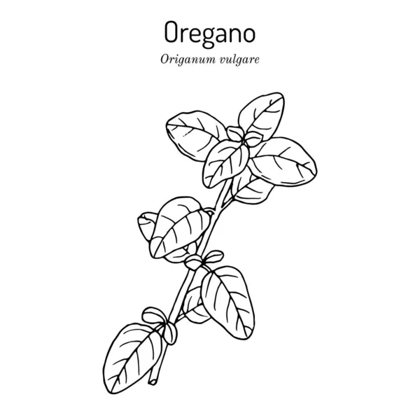 Mutfak bitkileri ve baharat. Oregano Origanum vulgare. — Stok Vektör