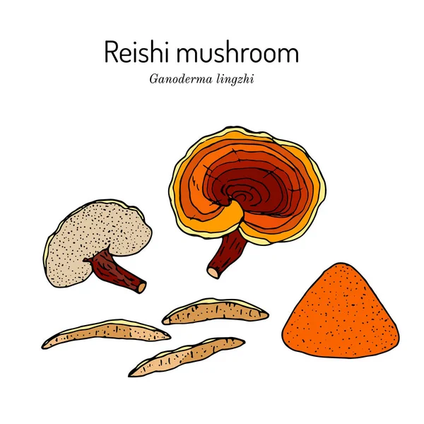 霊石キノコ｜Ganoderma lucidum,薬用植物 — ストックベクタ