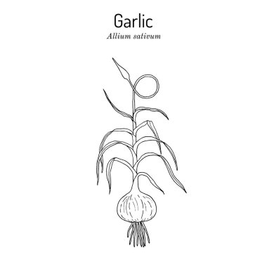Sarımsaklı Allium sativum, yenilebilir ve tıbbi bitki.
