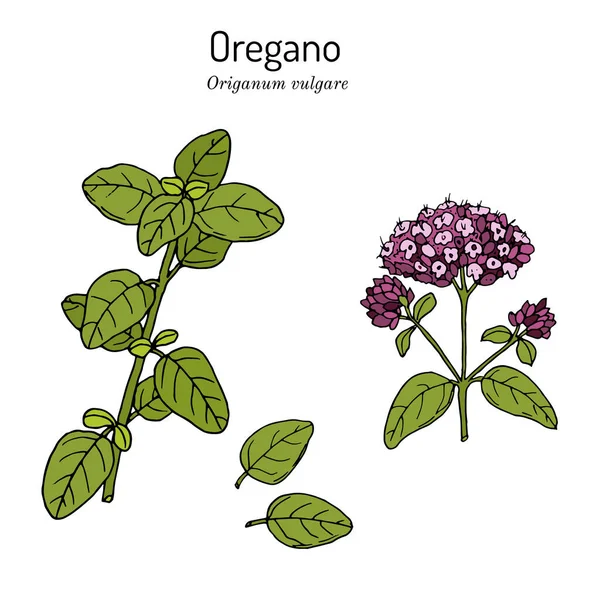 Erbe da cucina e spezie. Origano Origanum vulgare — Vettoriale Stock