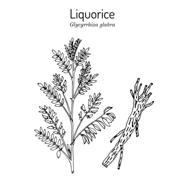 Liquorice Glycyrrhiza glabra, лекарственное растение. — стоковый вектор