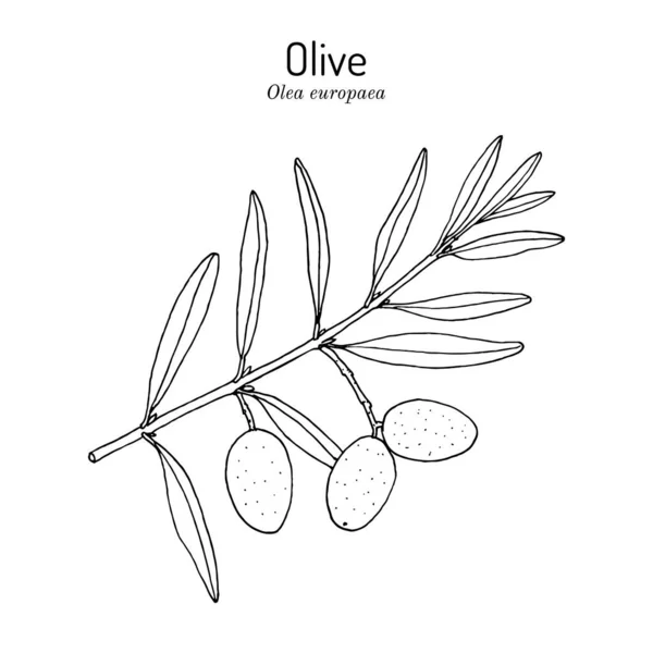 Olive Olea europaea, piante commestibili e medicinali — Vettoriale Stock