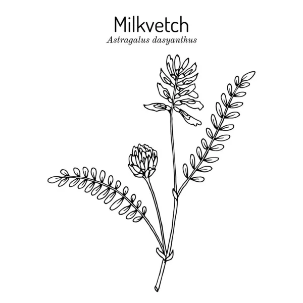 Milkvetch astragalus dasyanthus, planta medicinal —  Vetores de Stock