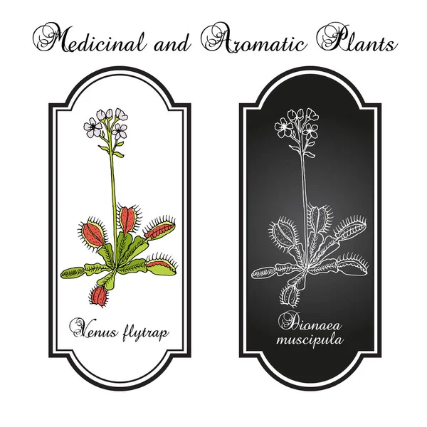 Venus flytrap Dionaea muscipula, planta medicinal — Vector de stock