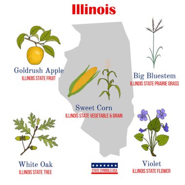 Illinois. Set of USA official state symbols clipart