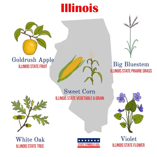 Illinois. Serie di simboli di stato ufficiali USA — Vettoriale Stock