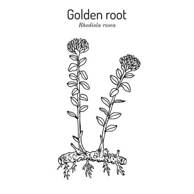 Golden Root rhodiola rosea , medicinal plant clipart