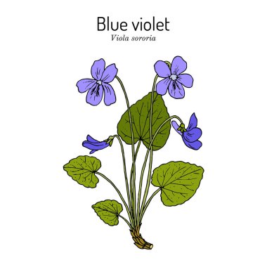 Mavi Viola Sororia, tıbbi bitki.