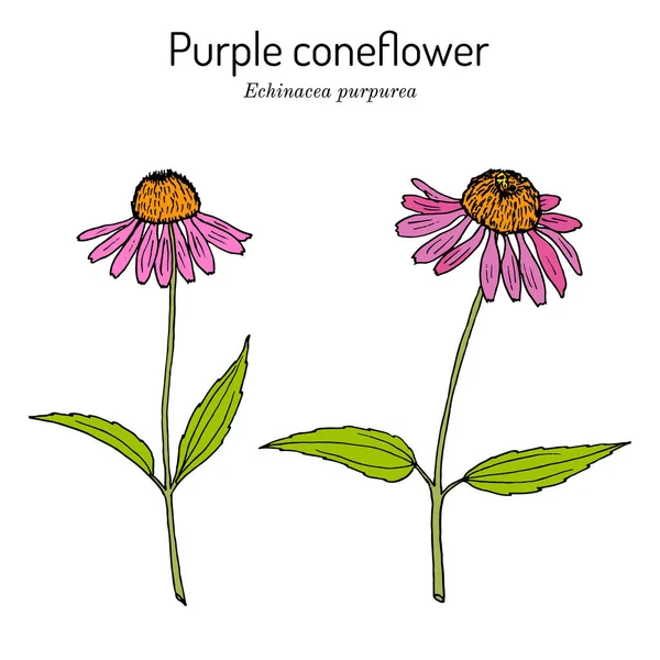 Mor koni çiçekli ekinezya purpurea, tıbbi bitki. — Stok Vektör