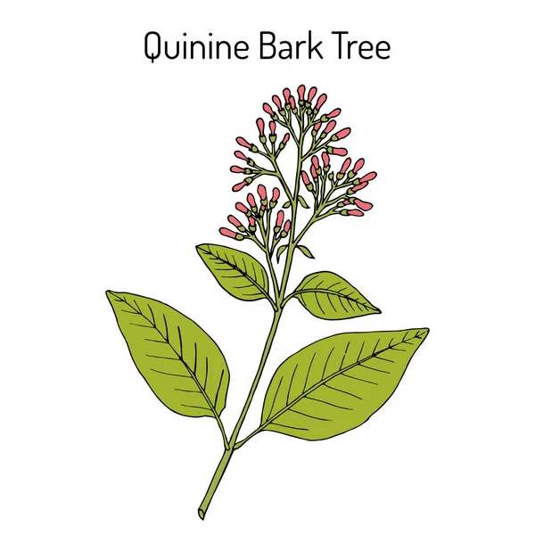 Хинин корковое дерево Cinchona officinalis, лекарственное растение — стоковый вектор