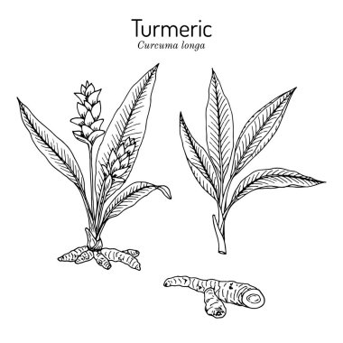 Curcuma zedoaria, zedoary, beyaz zerdeçal veya kentjur, yenilebilir ve tıbbi bitki