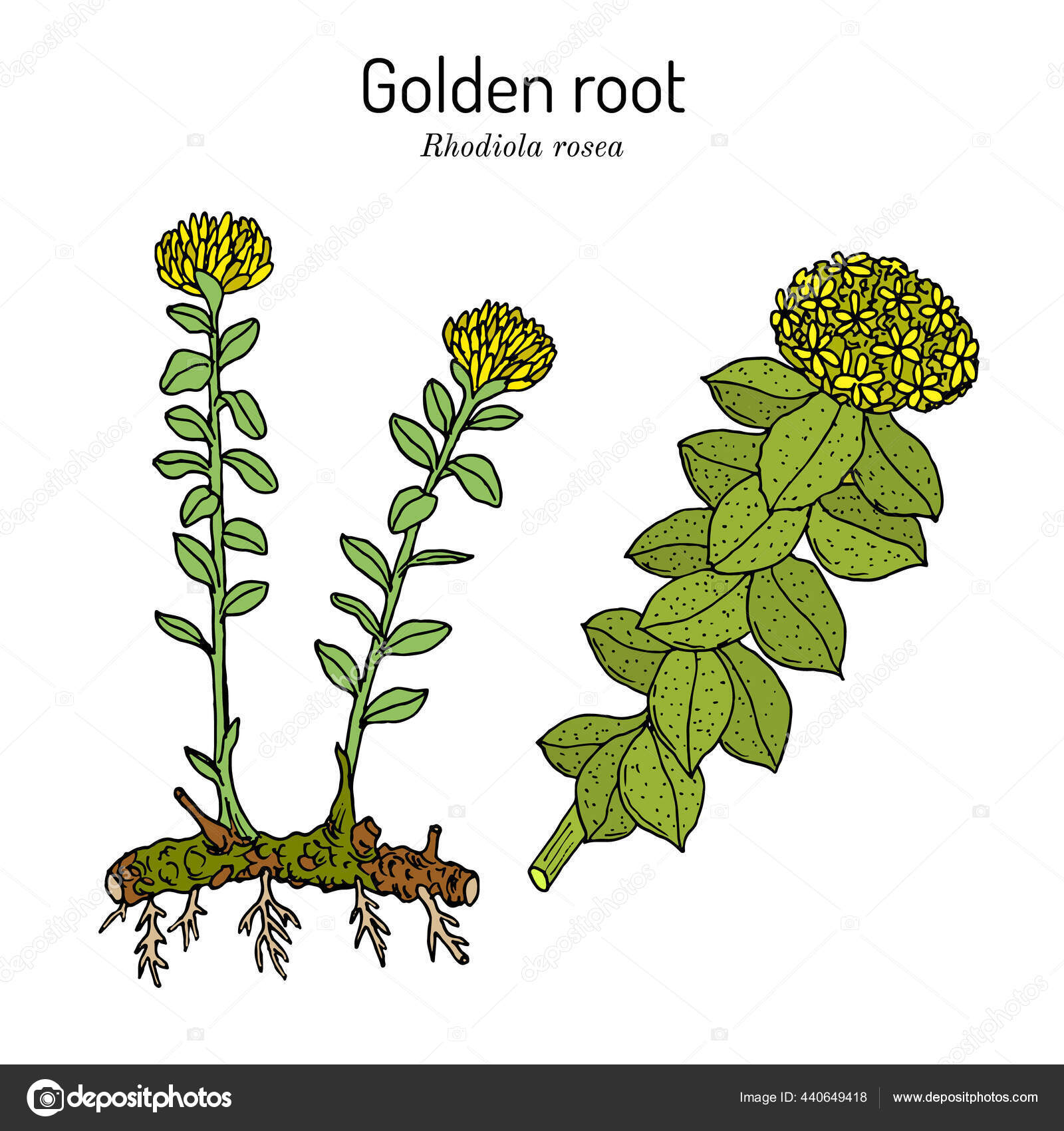 rhodiola rosea , medicinal plant Stock by ©Foxyliam