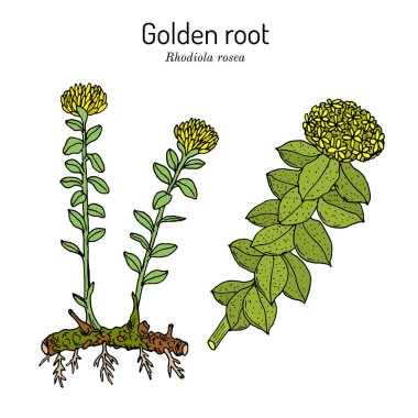 Golden Root rodiola rosea, tıbbi bitki.
