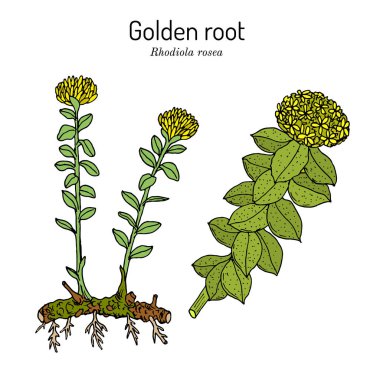 Golden Root rhodiola rosea , medicinal plant clipart