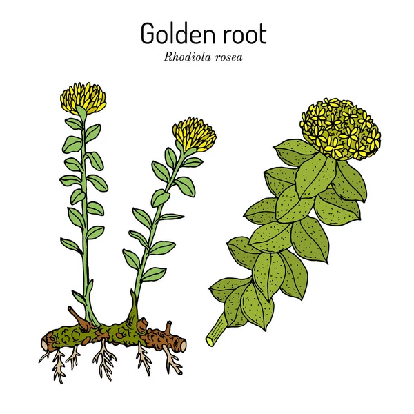 Racine d'or rhodiola rosea, plante médicinale — Image vectorielle