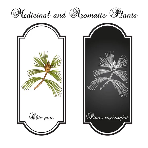 Pinus roxburghii, planta medicinal — Vector de stock