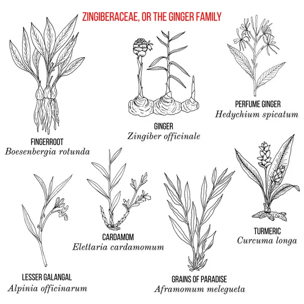 生姜家の植物のセット. — ストックベクタ